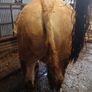 Livestock Image 4