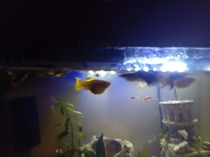 female guppies for adoption