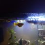 female guppies for adoption Image 2