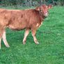LMX - Organic heifers Image 3