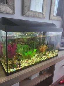 Fish tank