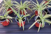 Spider plants