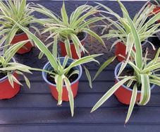 Spider plants