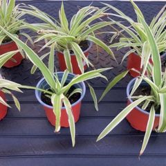Spider plants