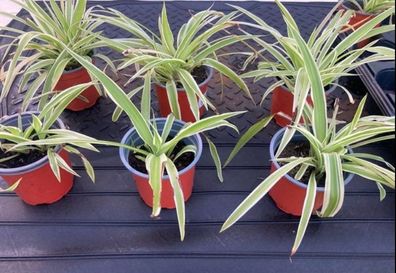 Spider plants