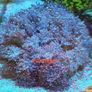 hammer coral frags Image 3