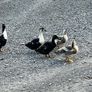 Ducks Image 2