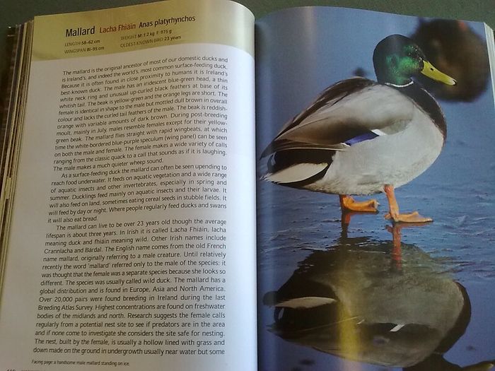 Fresh water birds of Ireland Irish