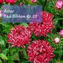 Aster seeds from 1 euro. over 15 different varieties Image 4