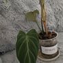 Philodendron Gloriosum Image 3