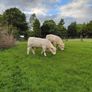 Pedigree charolais Image 7