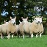 North Country Cheviot Rams Image 2