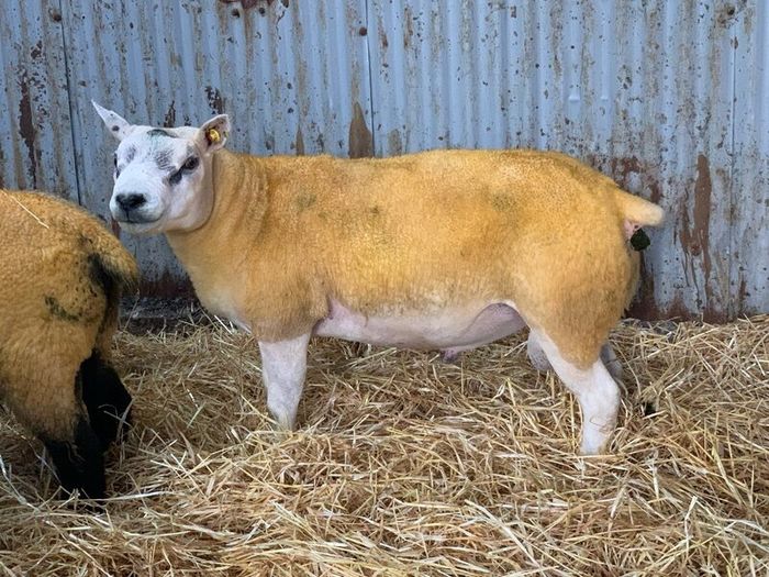 Pedigree Registered Suffolk & Texel Rams