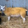Pedigree Registered Suffolk & Texel Rams Image 4