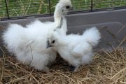 silkie chicks