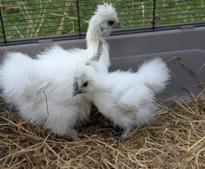 silkie chicks
