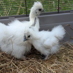 silkie chicks