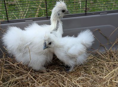 silkie chicks