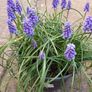 5 Muscari Bulbs for 1 Euro Image 2