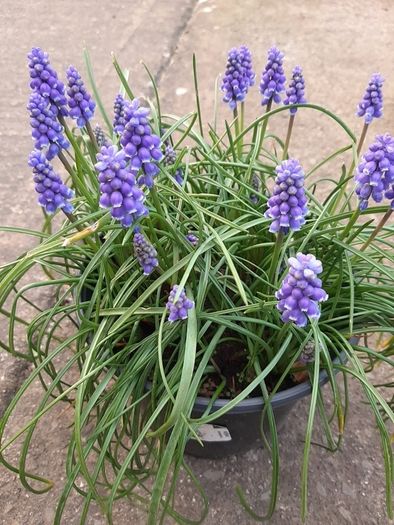 5 Muscari Bulbs for 1 Euro