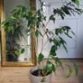 Ficus benjamina houseplant planted in grey ceramic pot Image 3