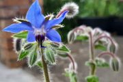 Borage / Star Flower