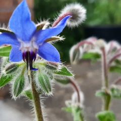 Borage / Star Flower