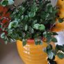 Callisia repens.House plant Image 3