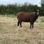 Zwartble Ram Lambs Image 4