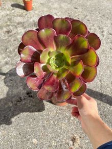 plant