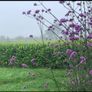 Verbena bonariensis Image 3