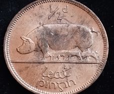 Ireland - 1966 - Half Penny - Sow - UNC - KM.10 - [2029]