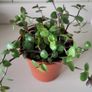 Tradescantia Callisia mini ''Pink Panther and Turtle Vine''  Very cute miniature Tradescantia Image 7