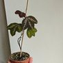Passiflora trifascinata - rooted small plant Image 4