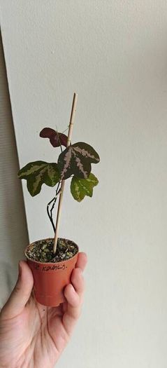 Passiflora trifascinata - rooted small plant