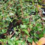 Shrubs and Garden Plants Image 10