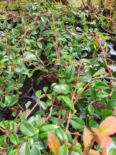 Shrubs and Garden Plants