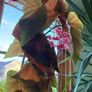 begonia Image 2