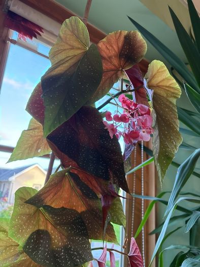 begonia