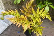 fern - dryopteris erythrosora