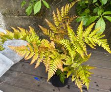 fern - dryopteris erythrosora
