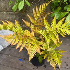 fern - dryopteris erythrosora