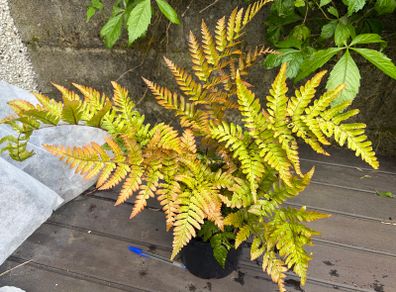 fern - dryopteris erythrosora