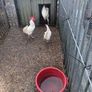hatching Eggs and chick's Image 2