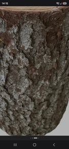 tree stumps