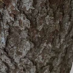 tree stumps