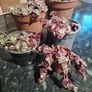 Crassula marginalis rubra variegata - House Plant Image 10