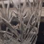 I love the Irish crystal vase for flowers Image 4