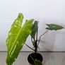 Philodendron Burley marxii Plant Image 2