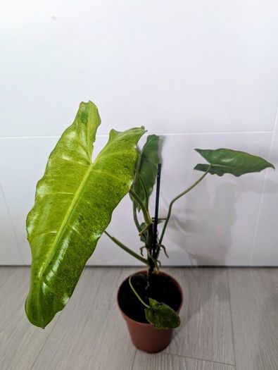 Philodendron Burley marxii Plant